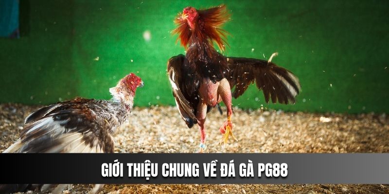 Giới thiệu chung về đá gà pg88