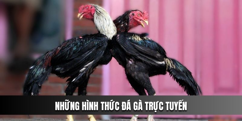 Những hình thức đá gà pg88 trực tuyến