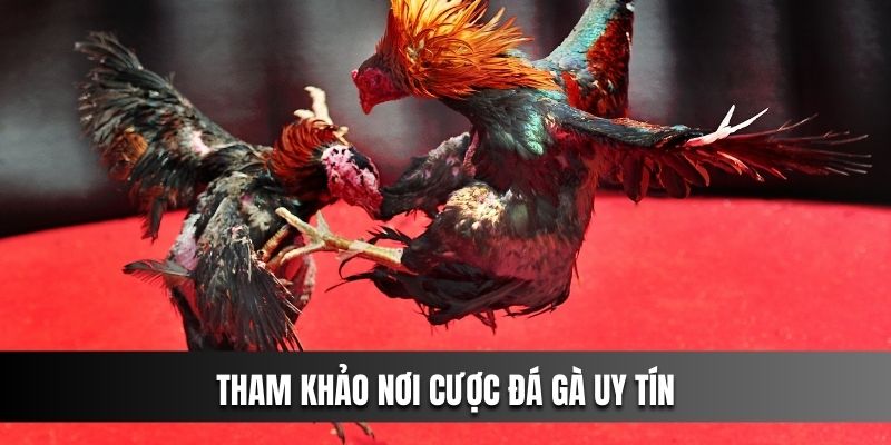 Tham khảo nơi cược đá gà uy tín