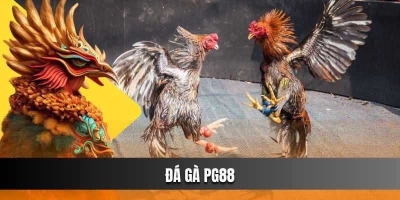 đá gà pg88